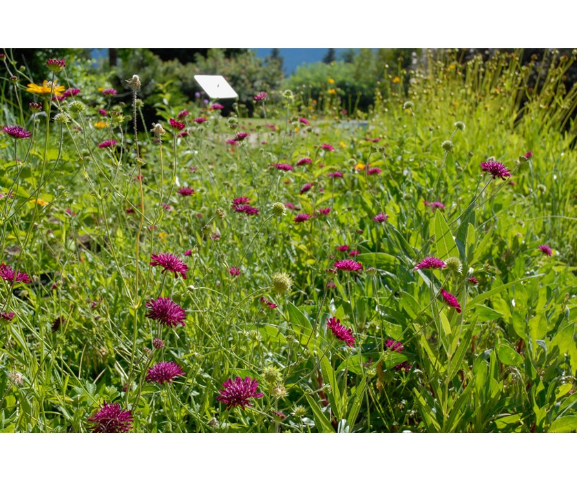 Knautia